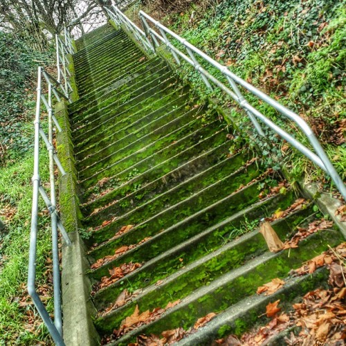 #leschi #stairs #seattle #moreseattle #vzwbuzz