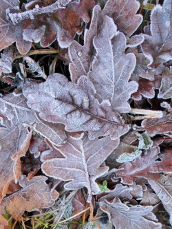 vwcampervan-aldridge:  Oak leaves in the