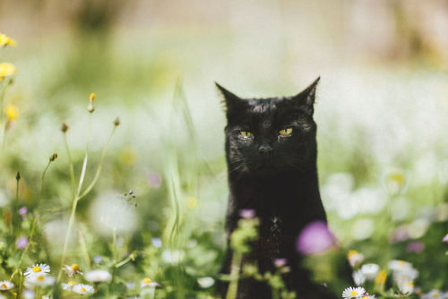 elenamorelli:{ tiny black panther and the spring }-luna, green grass, flowers, dirt, and an olive tr