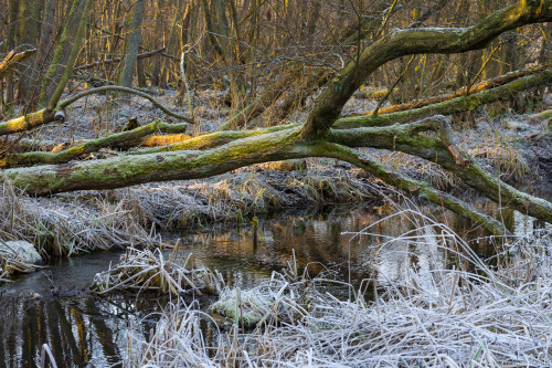 feuerfloh:Frosty.