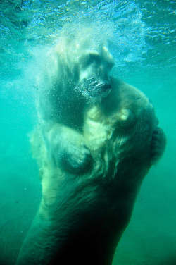 touchdisky:  An authentic bear hug. by Argentonomad