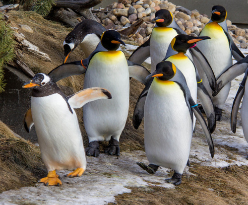 animalfunwithnature: Penguins marching by: (begineerphotos)