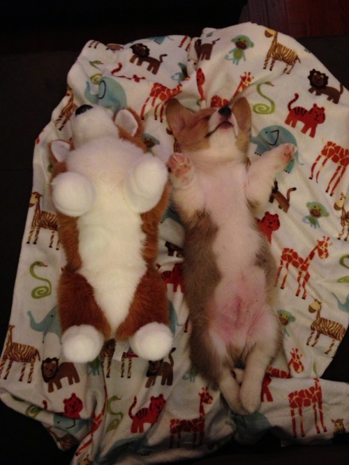 Porn Pics corgiaddict:  cooperdacorgi:  Sleepy corgi