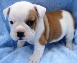 danlhowell66:  And people say bulldogs aren’t cute