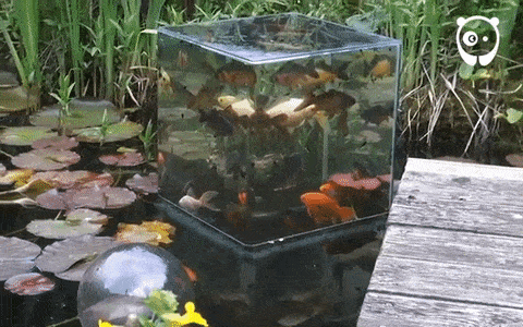 cnet:Inverted aquarium lets fish see above the water lineA whole new world comes into perspective fo