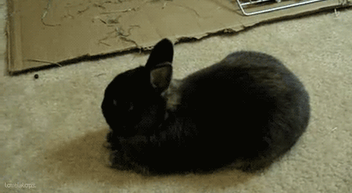 twerkforyoutube:  BUNNIES THO.              ilysm    masterdean94