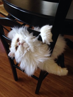 derpycats:  Maisy is easily trapped by chairs,