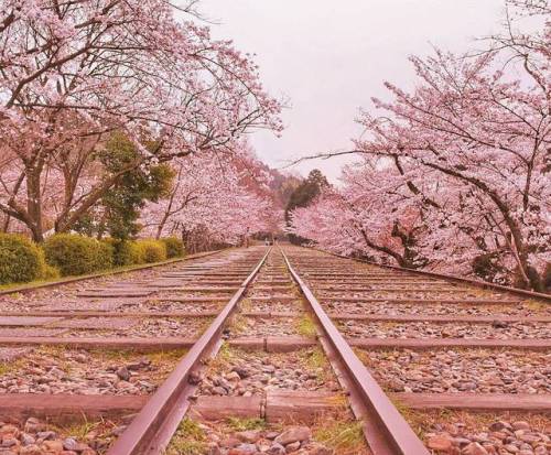 Picturesque Road to Cherry Blossoms | by koji