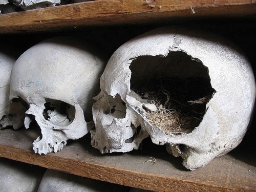 bone-of-contention:A bird’s nest in a broken skull at St. Leonard’s Crypt.