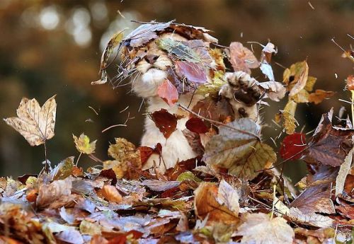 atraversso:Adorable lion cub Karis loves playingby Dailymail.co.uk Please don’t delete the link to t