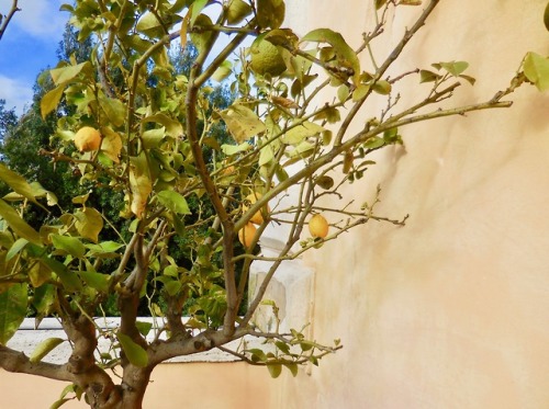 Albero di limoni in inverno, Roma, 2019.