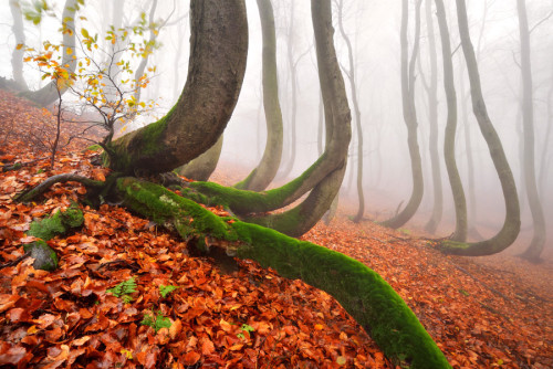 mysterious-mind-dreams:Autumn in the Ore Mountains by  Tomáš Morkes