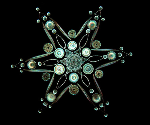 elahrairoo: You know what’s really cool? Victorian Diatom art. When microscopes were first invented,