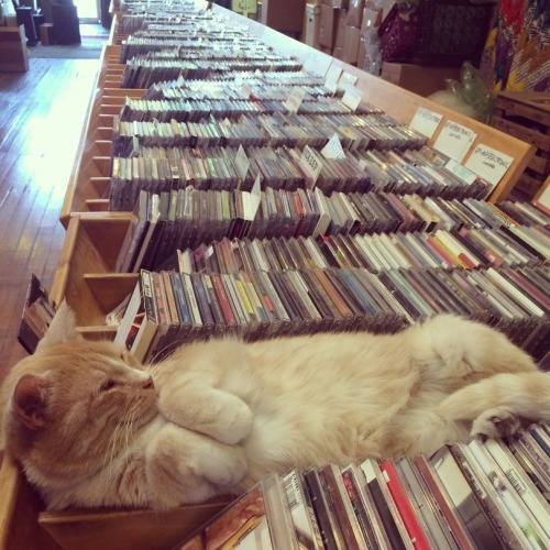 wolftothemoon:awwww-cute:Lazy record store employeenonsense give him a raise