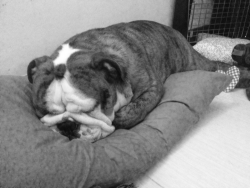theenglishbulldogmonster:  Sleeping like a baby……. 