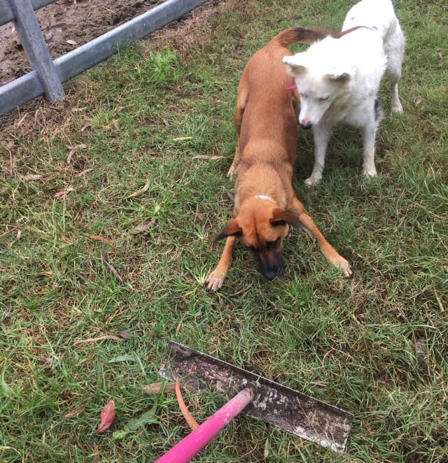 a brown dog play bowing at a pink mud scraping tool. a white border collie stands next to her, looking confused