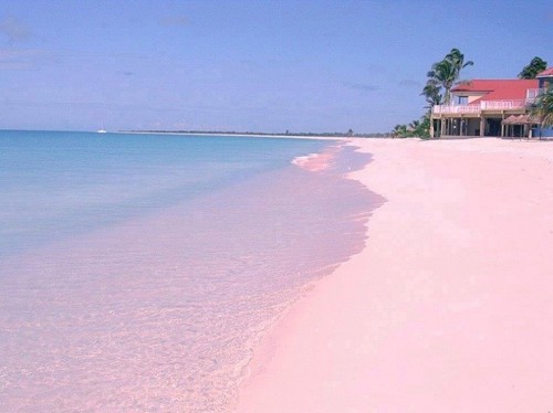 illegaltimes:Pink Sandy Beach In The Island Harbour, Bahamas