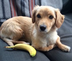 cute-overload:  As requested, here’s my friend’s Golden Weiner next to a banana for scalehttp://cute-overload.tumblr.com source: http://imgur.com/r/aww/FvZffRg