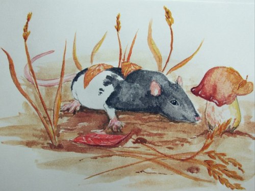 amadzimuri: Picture of a rat Toni from a blog https://www.tumblr.com/blog/loverats