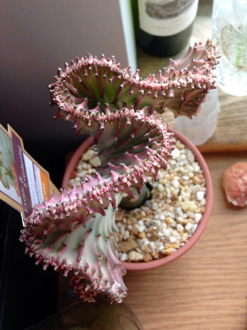 My new coral cactus. It&rsquo;s actually a succulent top grafted onto the base of a cactus, and ther