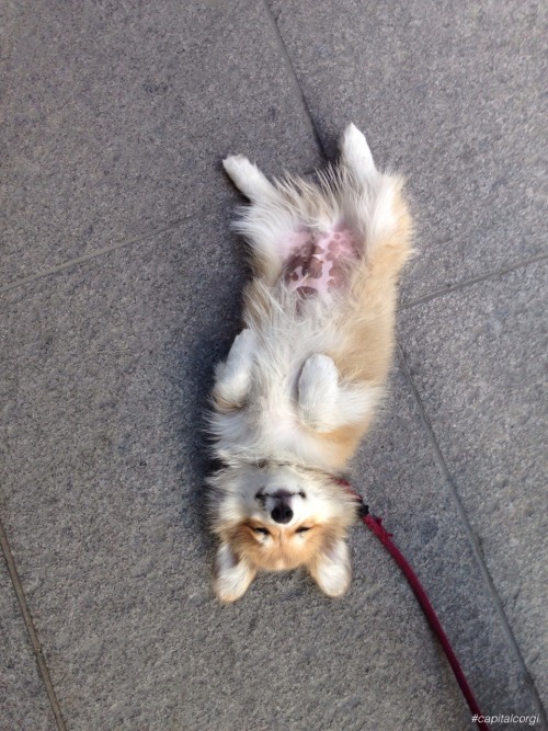 capitalcorgi: We *could* go for a walk… Or I could just lay here in the middle of the sidewalk and g