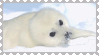 harp seal
