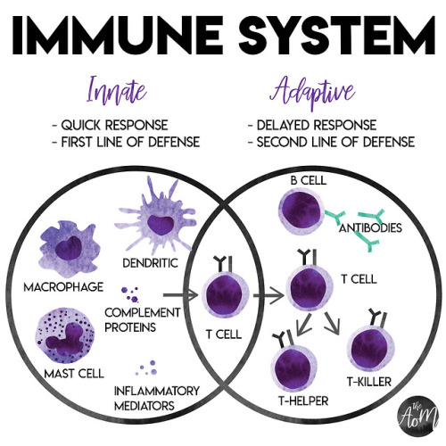 the-art-of-medicine: Innate and Adaptive Immunity There are 2 systems of immunity - innate immunity 