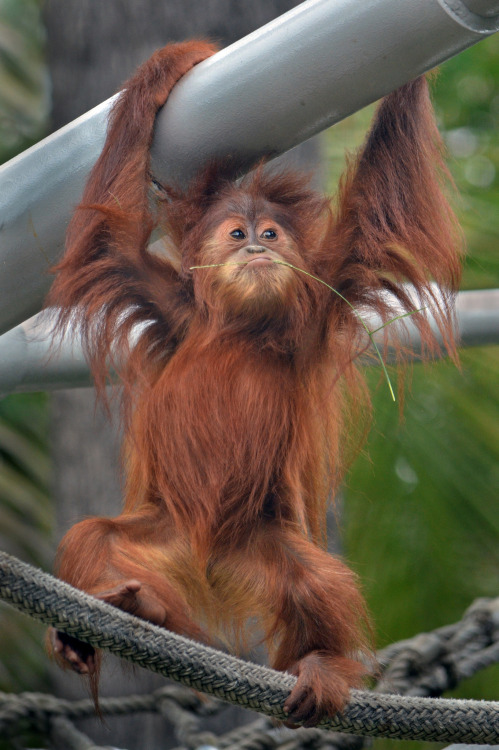 sdzoo:Hairaiser by Ion Moe |Orangutan Aisha rocks her red locks at the San Diego Zoo. 