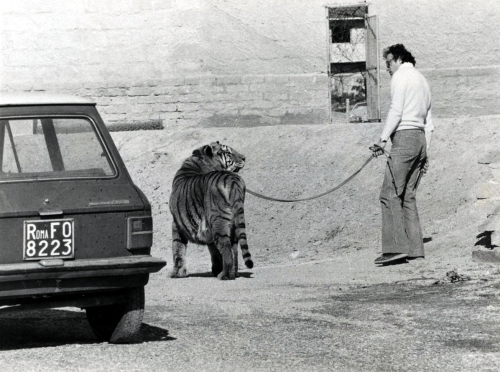 Reportage sur Pasquale Martino et ses animaux,