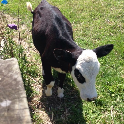 cozylamb:this one time I went to a strawberry farm n there was a cow