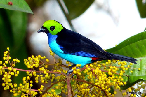 Paradise tanager (Tangara chilensis)