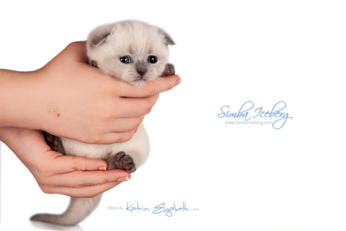 simba-iceberg: Simba Iceberg Flo -  blue point Scottish Fold kitten (female) :)More photos and 