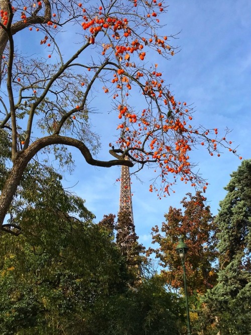 Cognassier aux fruits et Tour Eiffel, Parc de Champ de Mars, Paris, 2017.