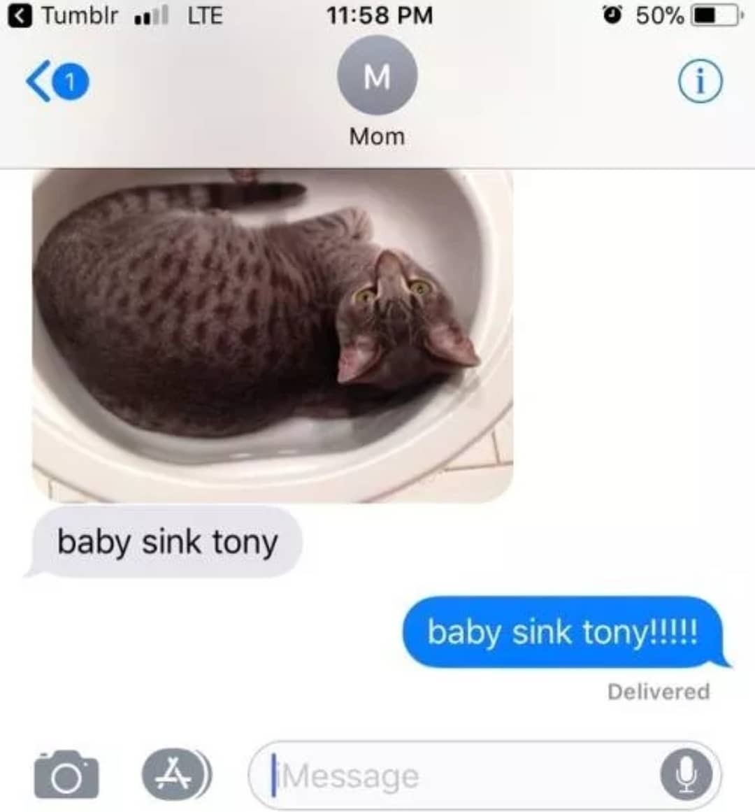 tony the cat meme