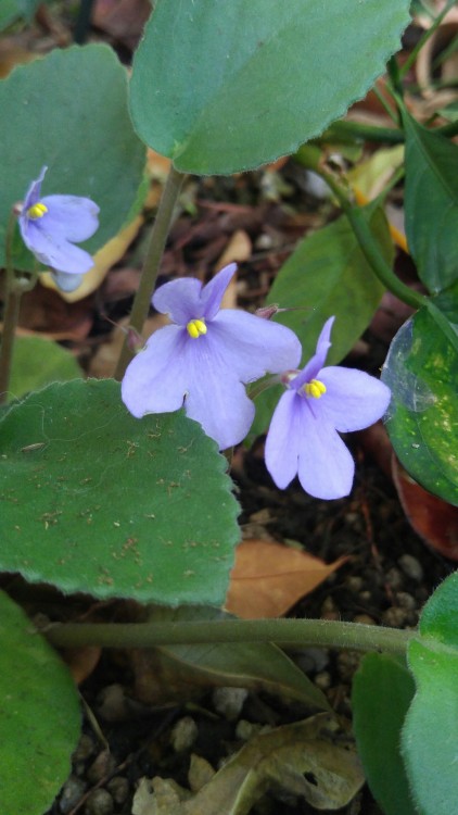 Saintpaulia ionantha subsp. rupicola is in the family Gesneriaceae. Commonly known as African violet