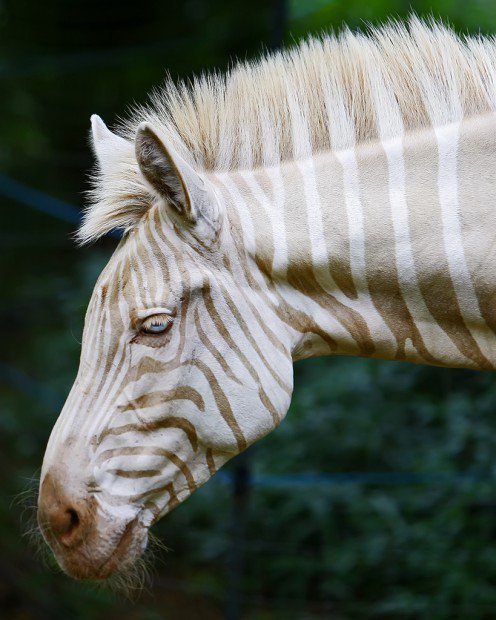 Golden Or White Zebra