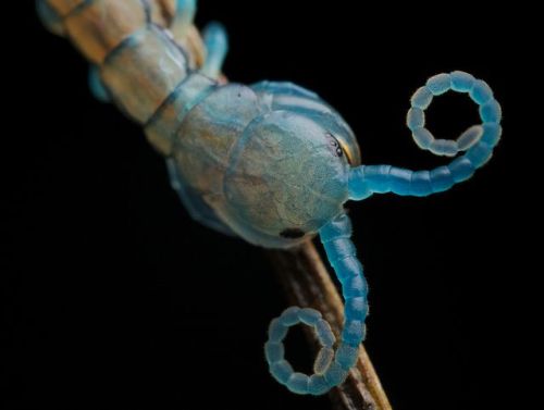 inspect-my-insect: dyfflin: juvenile Scolopendra  Curly boi