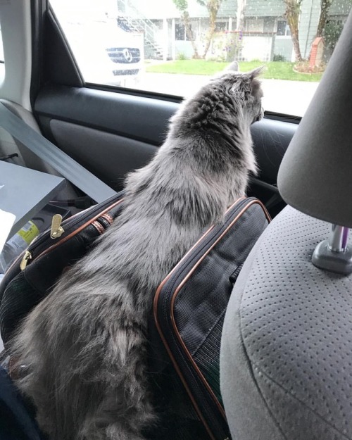 Today we learned not to trust that the vet has closed the cat carrier properly. . #KaraDanpurrs #cat