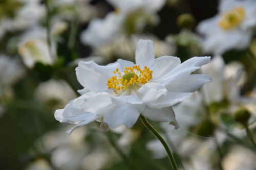 Anemone hupehensis