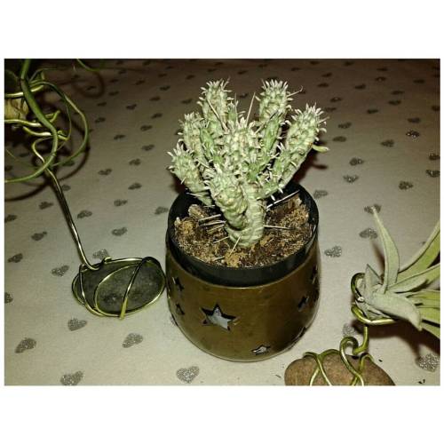 Little °Indian Corn Cob° Euphorbia Mammillaris Variegata ▫▫▫▫▫▫▫▫▫▫▫▫▫▫▫▫▫▫▫▫ •≪• ≫ •≪ ≫ • ≪ • ≫ • •