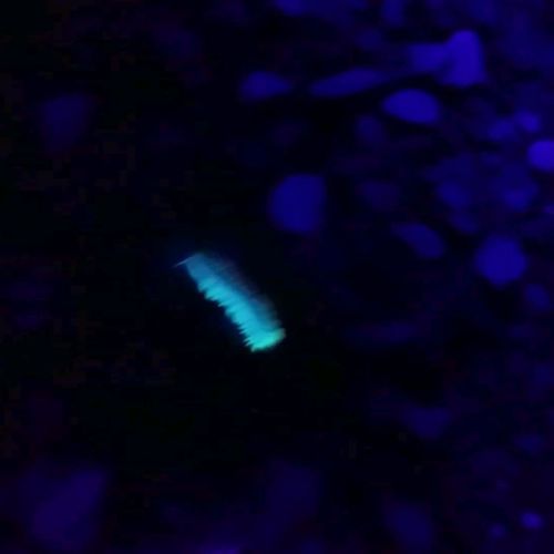 Glow in the dark hike tonight with the full moon and these cool #millipedes #blacklights #uv #glowin