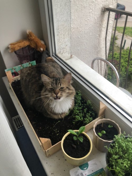 luca-solidsnake:Well, if you won’t let me out to enjoy the nice outdoors in the garden, I’ll just ma