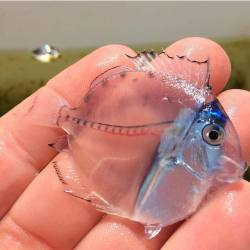 sixpenceee:  Translucent blue tang surgeonfish. They are born this way to help avoid predators. As they age, they slowly take on a mostly blue hue.