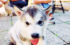 thehaikyuu:  Alaskan Malamute Puppies 