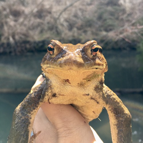 Quite the perturbed expression on this Japanese common toad [Bufo japonicus]. Endemic to Japan, thes