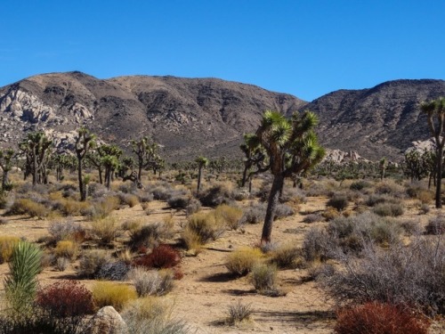 padrickphotos:Fun desert plants. Joshua Tree National Park, CA. 2017.