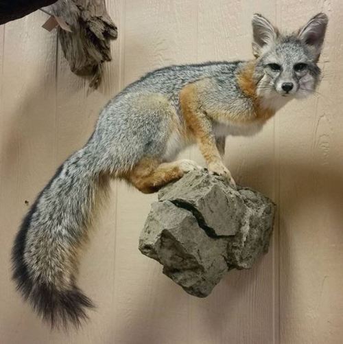 Gray fox gone out the door yesterday! I&rsquo;ve been wanting to try this pose for too long. Very pl