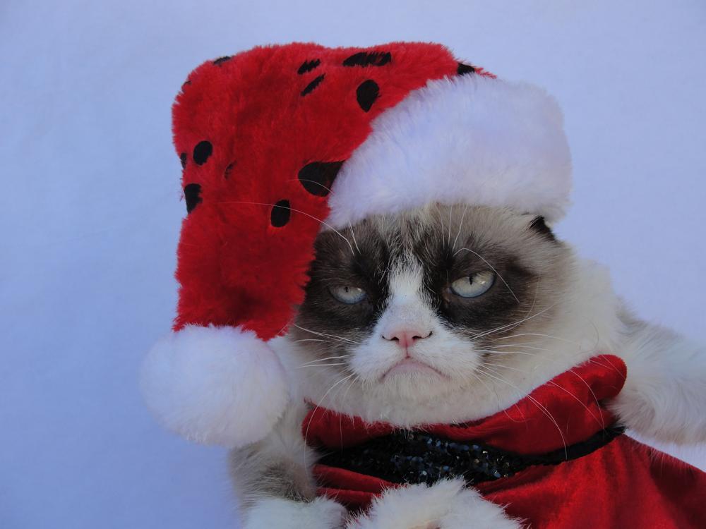 tardthegrumpycat:  The Daily Grump | December 24, 2012