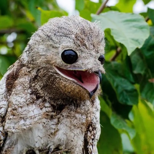 You Know How Grian Is Bird Coded And You Know How He Canonically Has Unnaturally Big Dark Eyes?