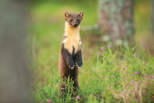Semi-bi-annual Animal Shout-out: The Pine Marten, Just Simply *good*. An Honorable Mention To The Mink